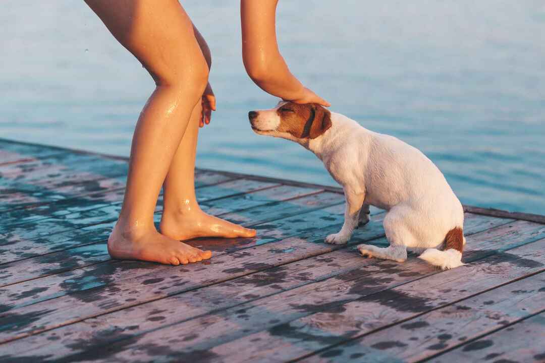 כיצד להרגיע כלב היפר דרכים מועילות לניהול גור היפראקטיבי