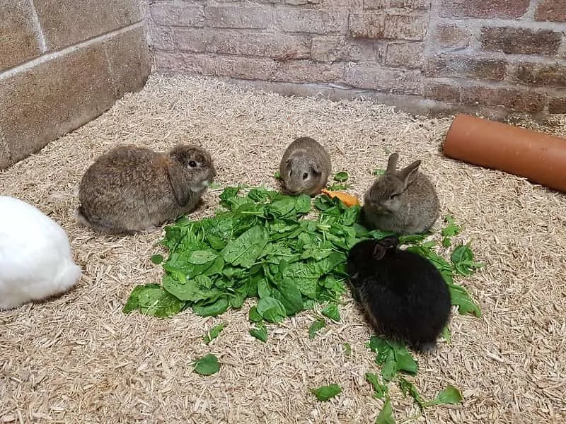 Fire kaniner som spiser salatblader.