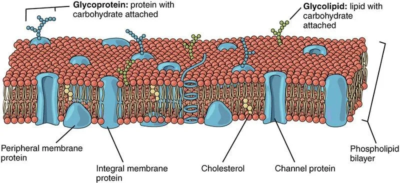 12 nuostabių faktų apie ląstelių membraną vaikams