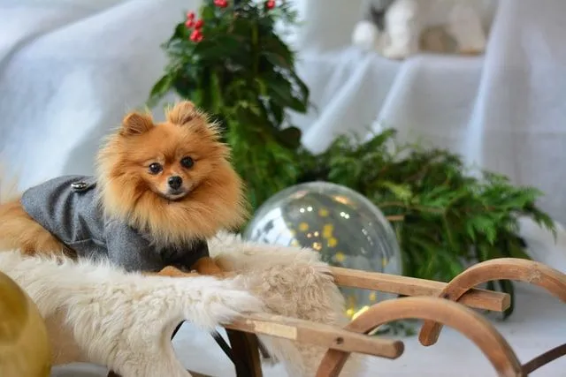 160 Nejlepších Pomeranian Jména Pro Vaše Roztomilé štěně