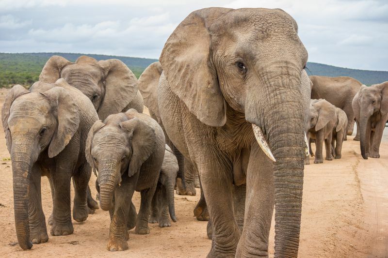 Ile waży mały słoń Zabawne fakty dotyczące małych zwierząt