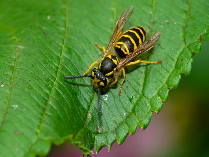 Hornet срещу Yellow Jacket Опростена разлика между приличащите насекоми