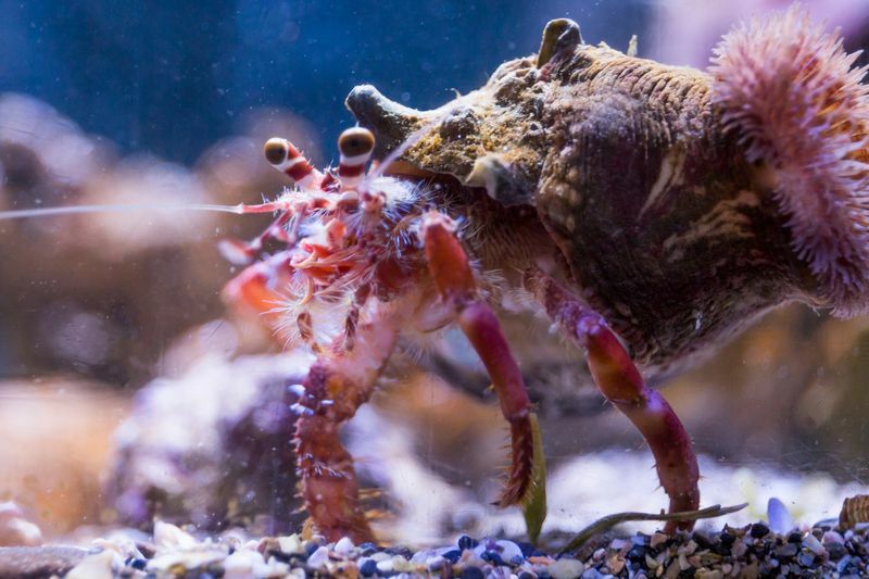 Ką valgo atsiskyrėliai Krabai Išnagrinėti žavūs krabų faktai