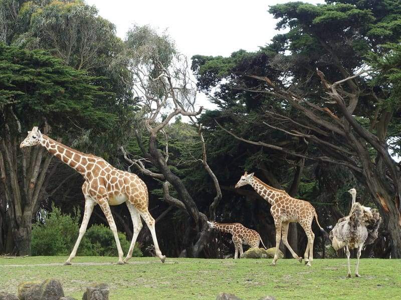 Morsomme nordlige girafffakta for barn