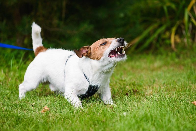 Varför morrar hundar Lär dig intressanta fakta om hur hundar morrar