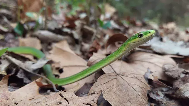 Echa un vistazo a estos datos de la serpiente verde áspera realmente geniales