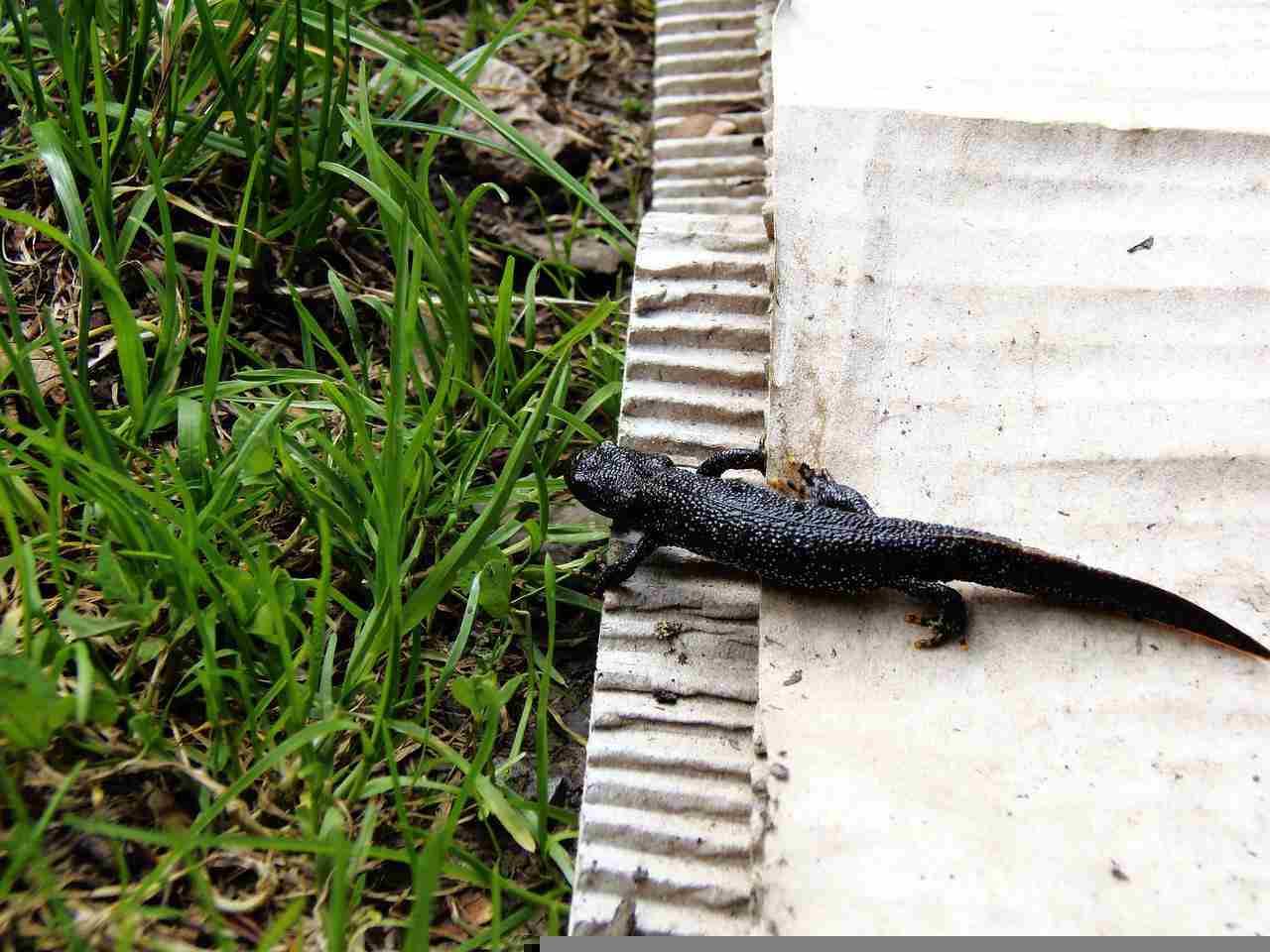 Fun Crested Newt Facts for Children