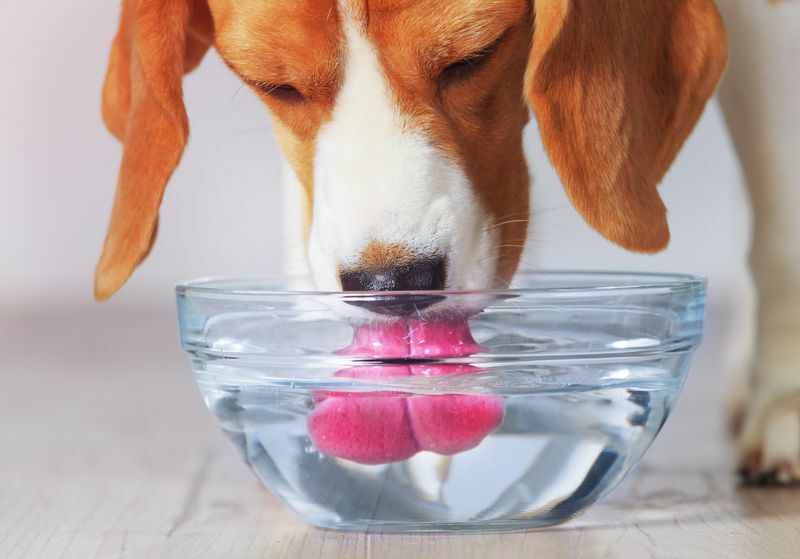 Hvordan drikker hunder vann. Slurper de det eller nipper til det