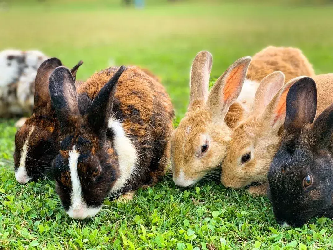 Lær mer om hva du kan mate kaninene dine her!
