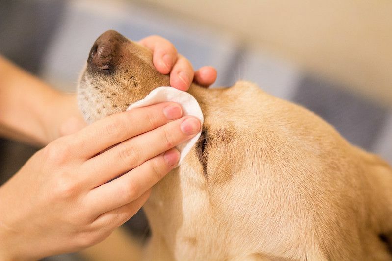 Hvorfor vanner hundens øyne Fascinerende potefakta avslørt