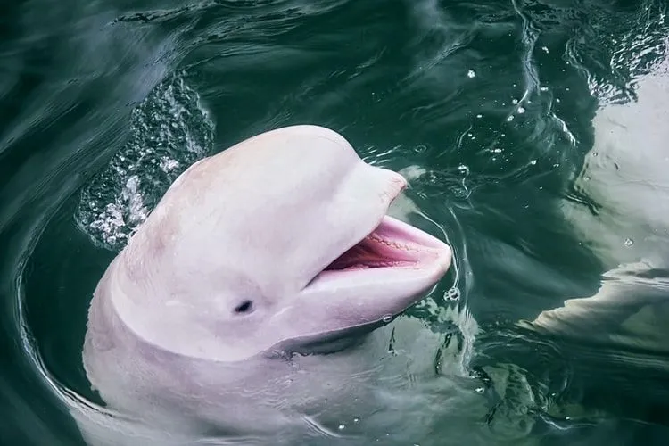 האם ידעת? 21 עובדות מדהימות על לווייתן