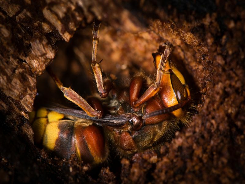 Do Wasps Hibernate Ενδιαφέροντα στοιχεία αδρανοποίησης Hornets για παιδιά