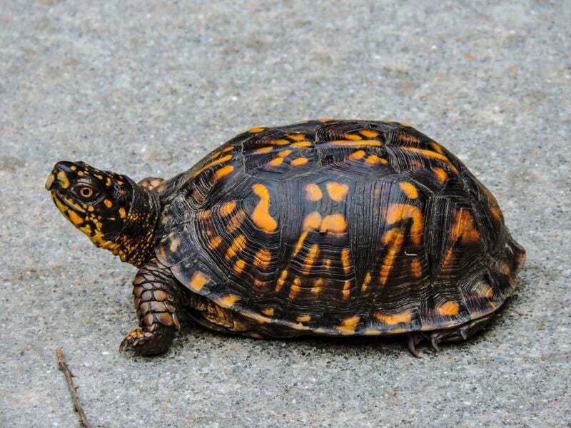 Τι τρώνε οι Eastern Box Turtles Είναι σαρκοφάγα ή παμφάγα