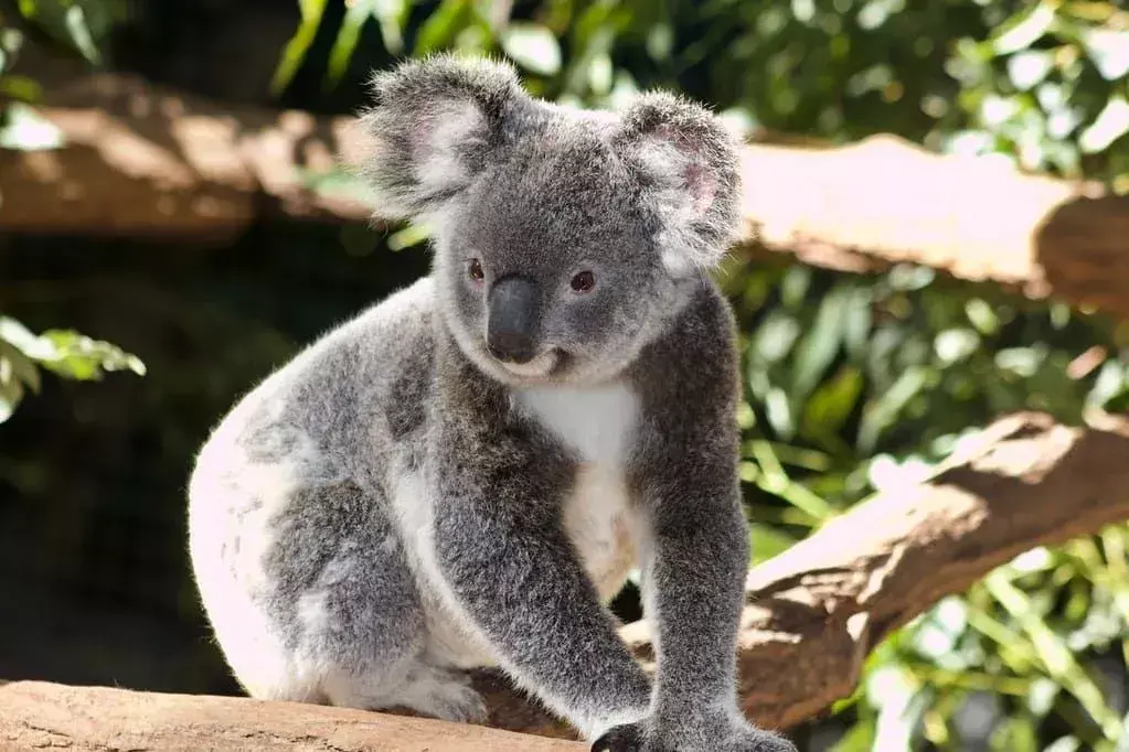 Koala meška tupi ant kai kurių medžių šakų.