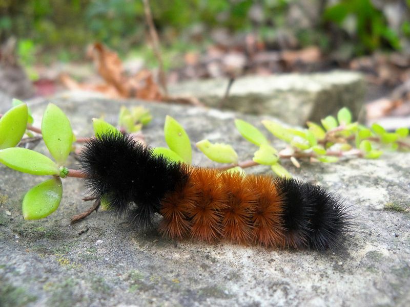 دليل كامل لتعريف Caterpillar الضبابي لك