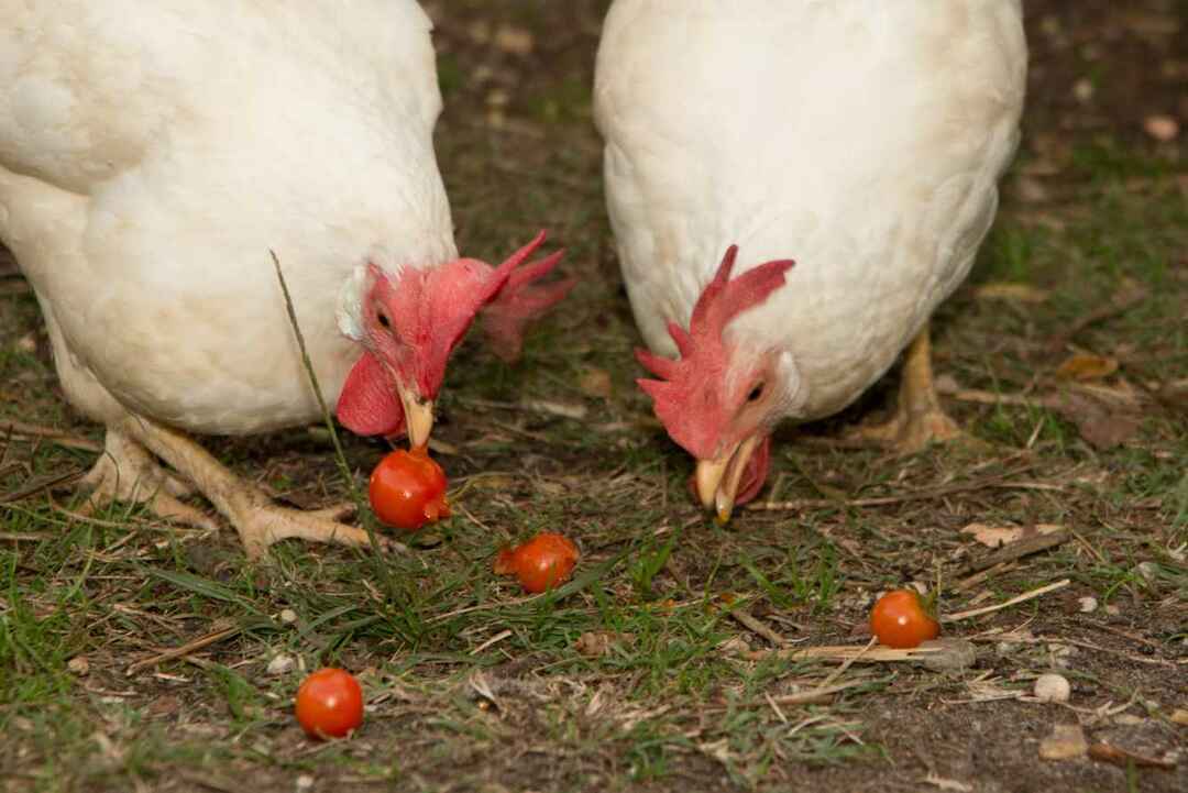 닭이 토마토를 완전히 먹을 수 있습니까 예 여기에 닭을 먹이는 방법이 있습니다