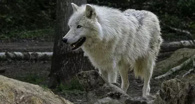 Интересни факти за арктическия вълк за деца