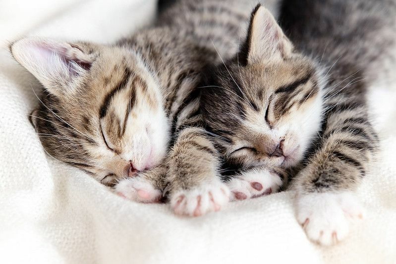 Lata kattfakta Varför sover katter så mycket