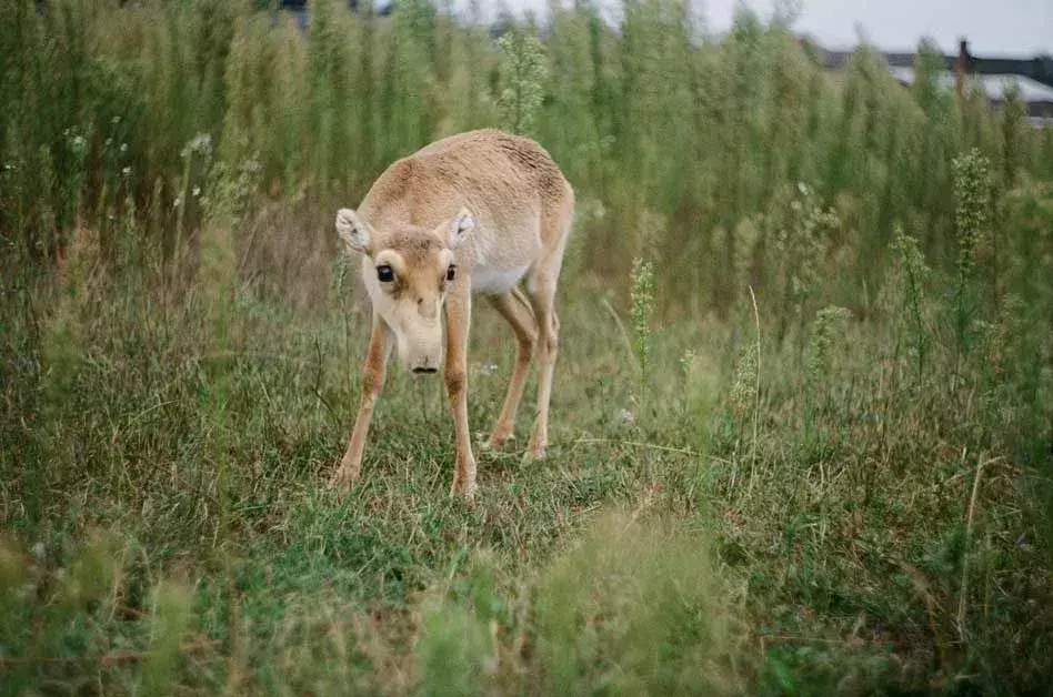 Saiga Antilope-fakta du aldri vil glemme