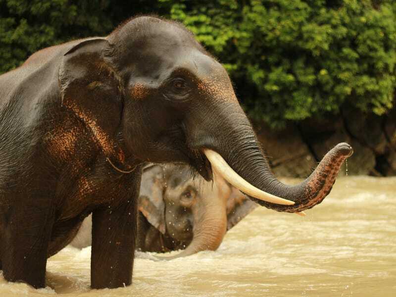 Morsomme Sumatran Elephant Fakta for barn