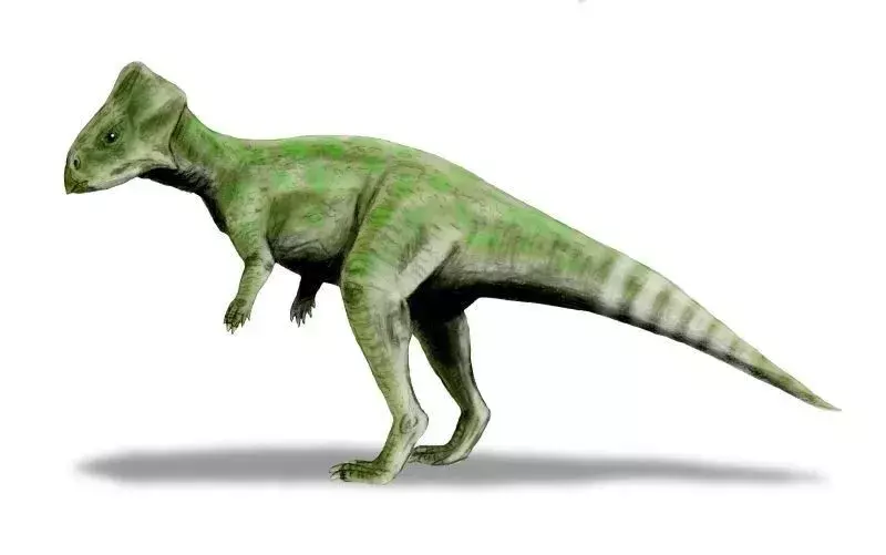 Graciliceratops: 21 fakts, kuram neticēsit!