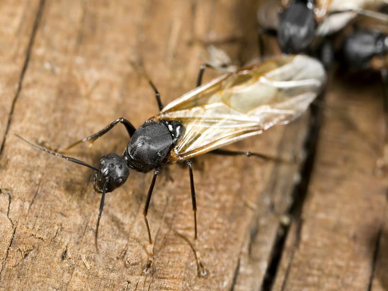 Крилата дърводелска мравка в близък план