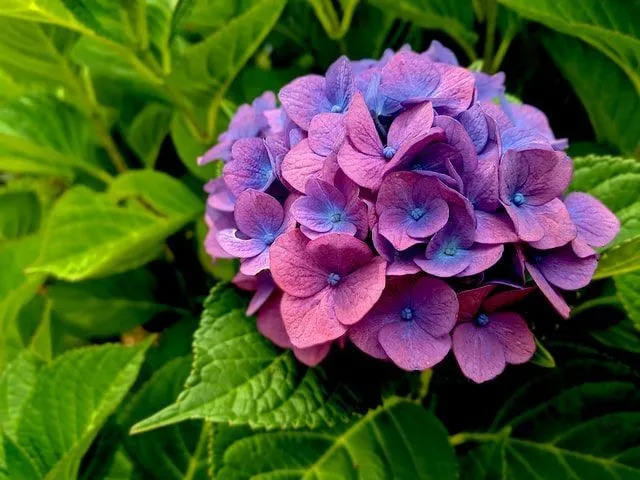 Факти про гортензії – все, що вам потрібно про ці квіти