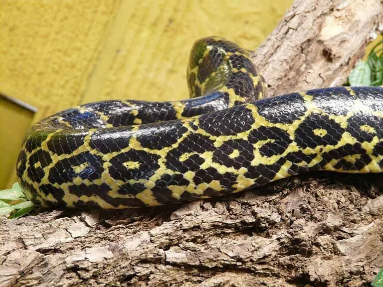 Bekijk deze serieus coole gele Anaconda-feiten