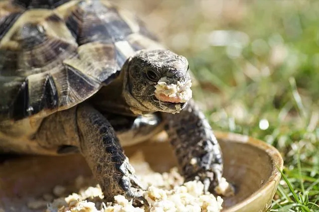 Korytnačka chutí, môžu korytnačky jesť chlieb Je to pochúťka pre vašu korytnačku