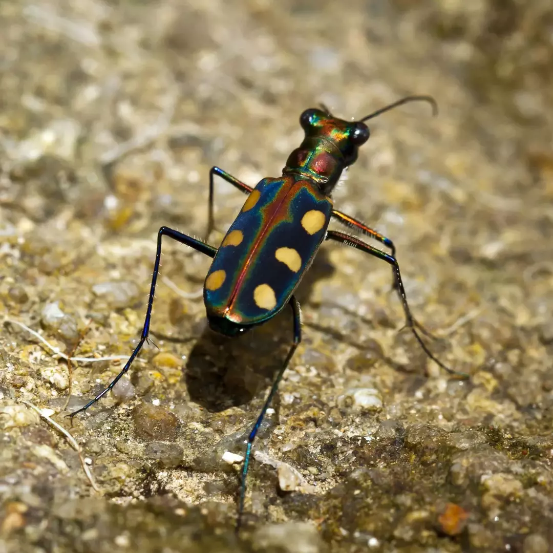 Salt Creek Tiger Beetle: 15 fakta du ikke vil tro!
