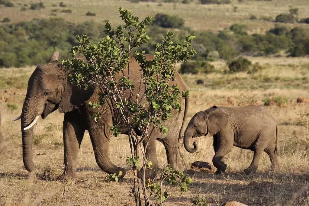 Mamma og baby-afrikanske elefanter går ved siden av et tre i naturen.