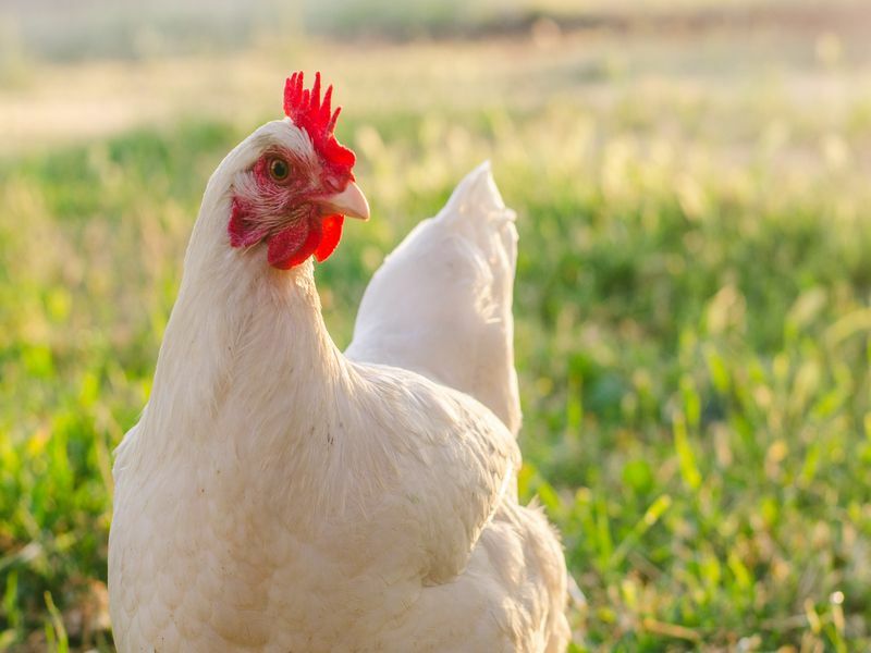 Могат ли пилетата да ядат фъстъци Планиране на вашите домашни птици Перфектно меню