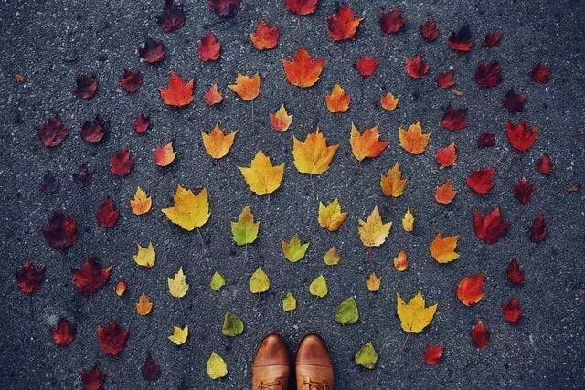 Trær kaster sine fargerike blader om høsten.