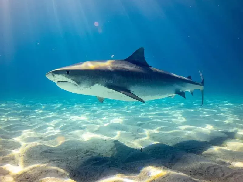 15 skvělých faktů o hedvábném žralokovi pro děti