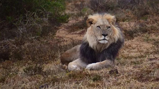 Řev-několik faktů o asijském lvu, které budou děti milovat