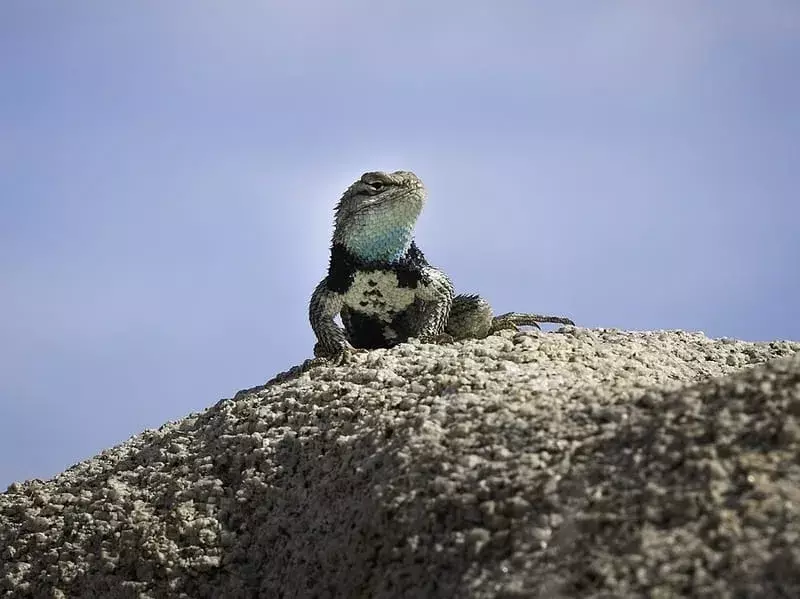 Modrá ještěrka ostnitá: 17 faktů, kterým nebudete věřit!