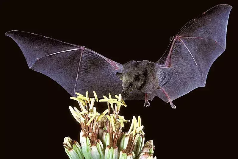 Tube-lipped nektar flaggermus: 21 fakta du ikke vil tro!