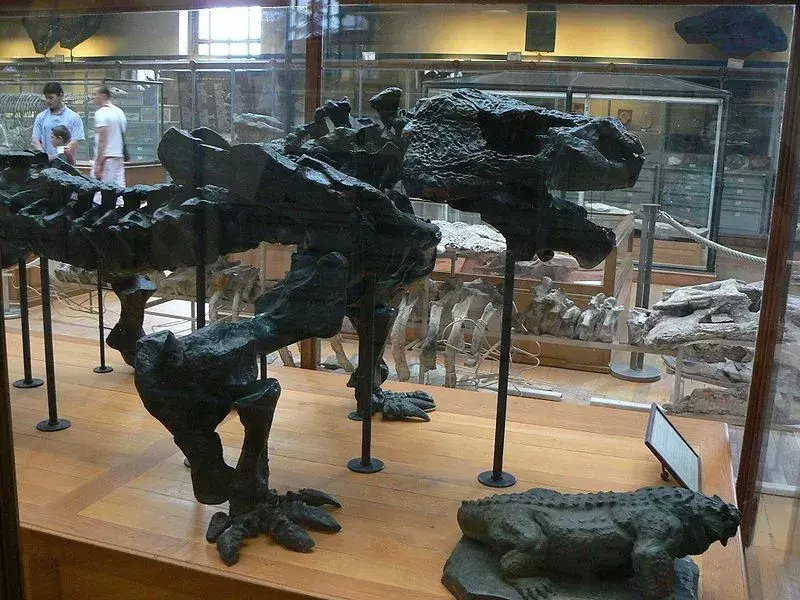Pareiasaurus: 17 faits que vous ne croirez pas !