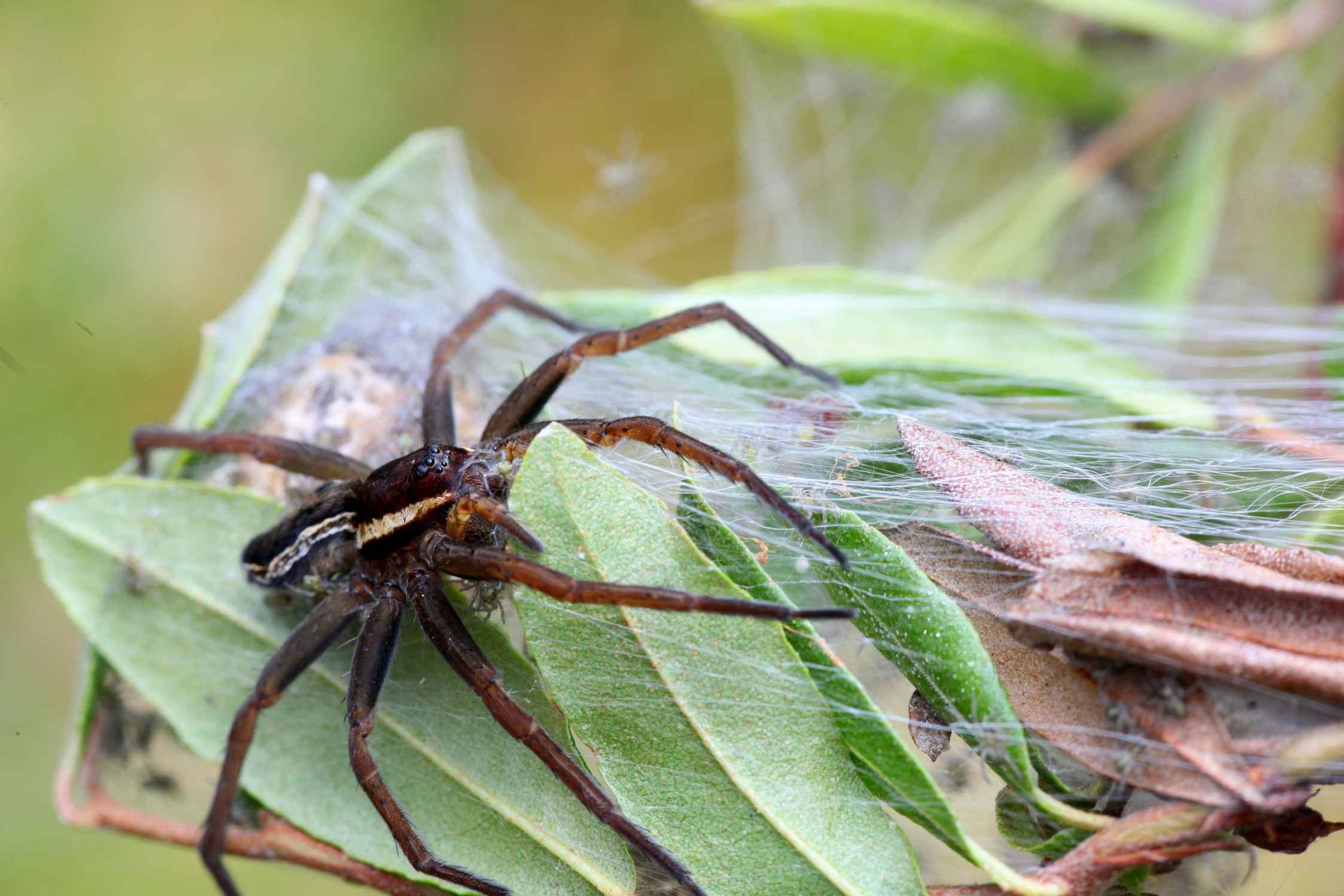 Ядовитые пауки в Огайо: вот что вам нужно знать