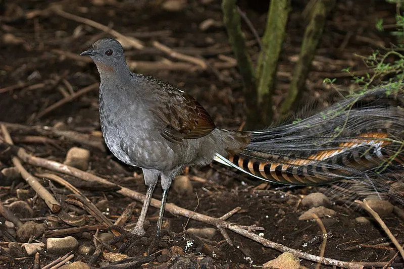 Den suverene lirefuglen har en unik hale med mørkebrune og sølvmønstrede farger.