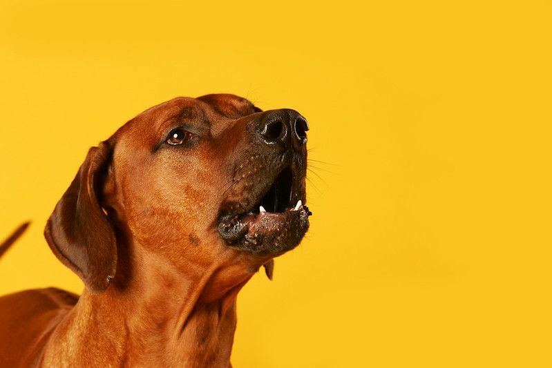 Comportamientos caninos locos explicados ¿Por qué los perros ladran por la noche?