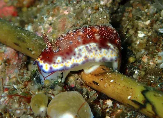 Meren yllättäviä Nudibranch-faktoja