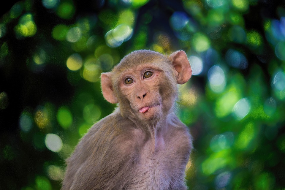 Ali si vedel? Neverjetna dejstva o opicah Macaque