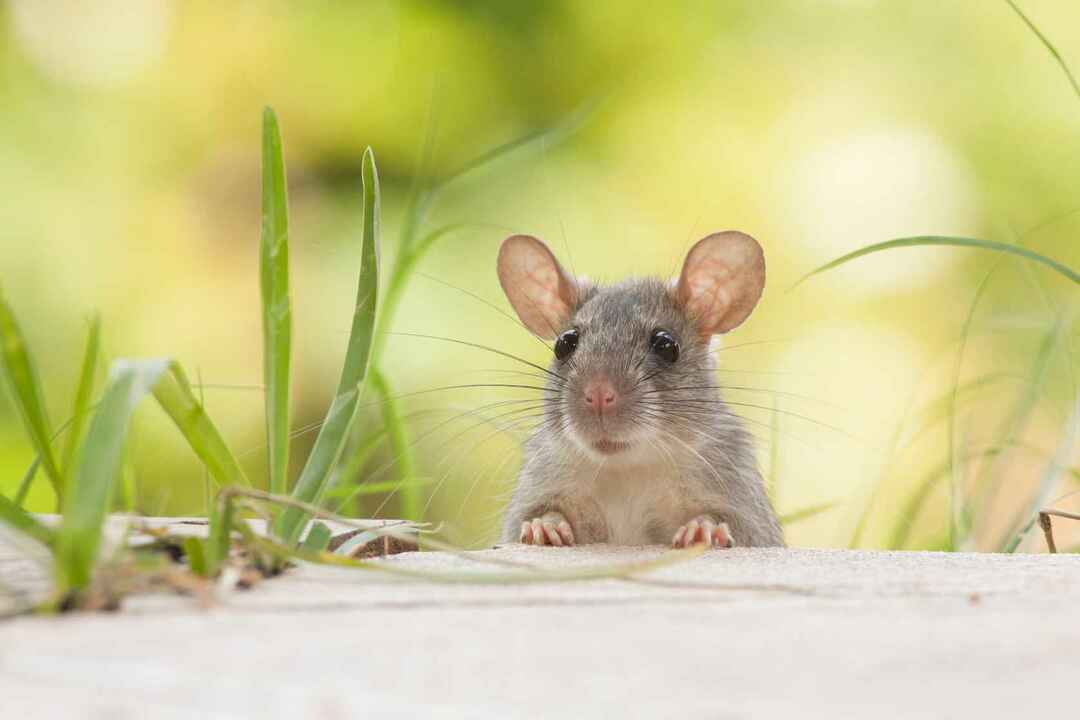 Fapte fascinante despre hrănire explicate Pot șobolanii să mănânce căpșuni