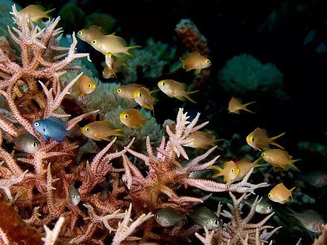 Zábavná fakta o korálových hnízdech pro děti
