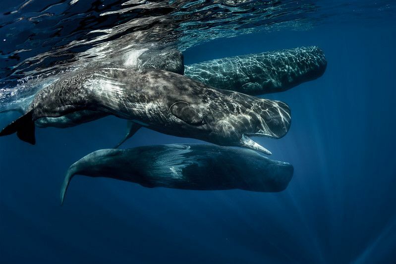 สัตว์เลี้ยงลูกด้วยนมในทะเลมหัศจรรย์ วาฬจะกลั้นหายใจได้นานแค่ไหน