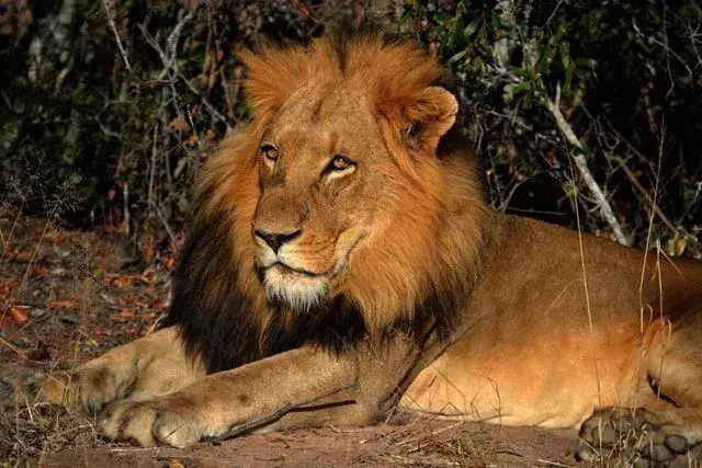 Más de 50 mejores citas de 'El Rey León' aprobadas por Simba