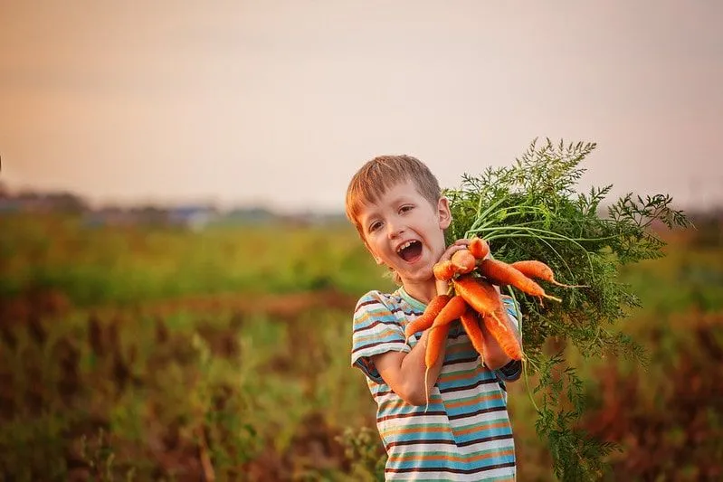 Pojke som håller ett gäng morötter som han precis har plockat.