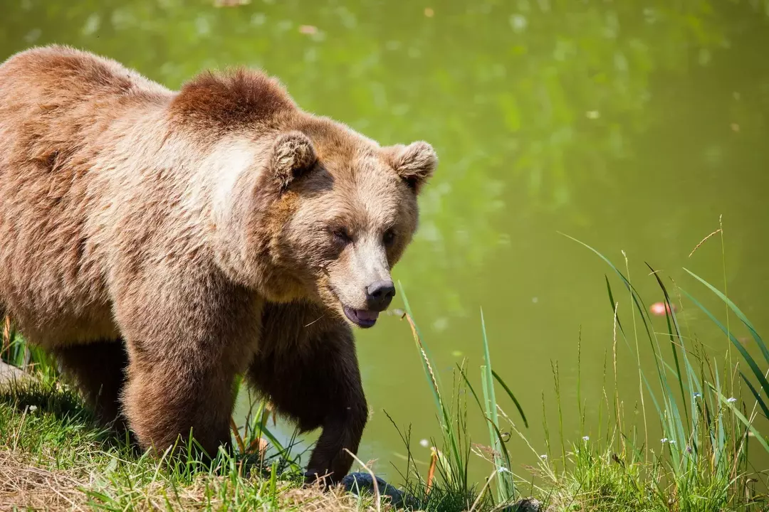 Medvědi, přestože vypadají velcí, dokážou rychle sprintovat a jsou zběhlí ve šplhání a plavání.