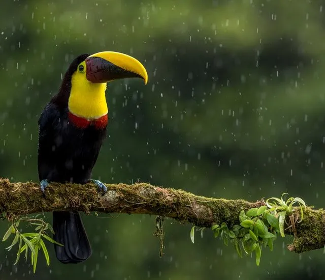 60 úžasných faktov o tukanovi o ikonickom vtákovi